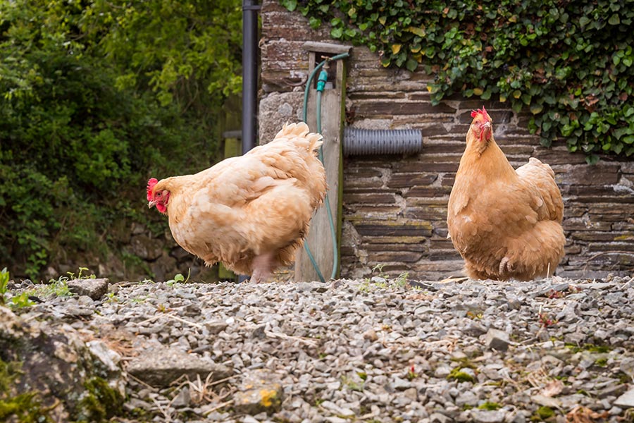 Swallow-Barn-Chickens.jpg